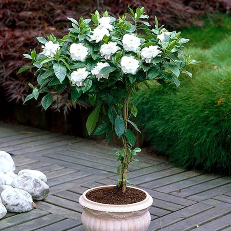 ガーディニア　 　　　　　ジャスミン 　　　　　ネルロ 　　　　　ウィスパー Amazon.com : 2 Cape Jasmine Plants Live, Frost Proof Gardenia